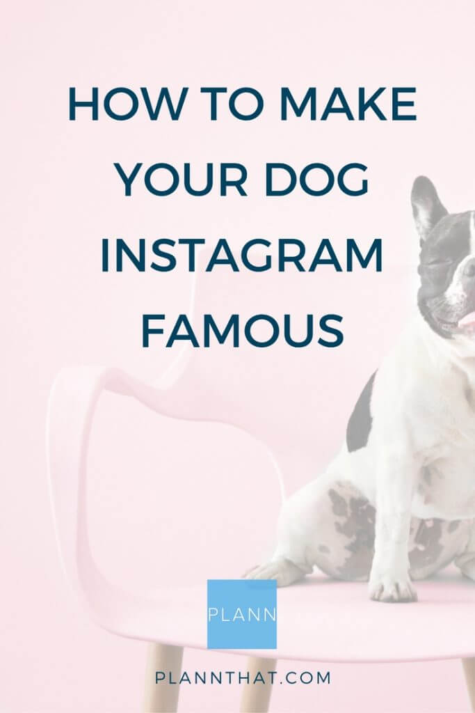 how to make your dog famous on instagram pinterest