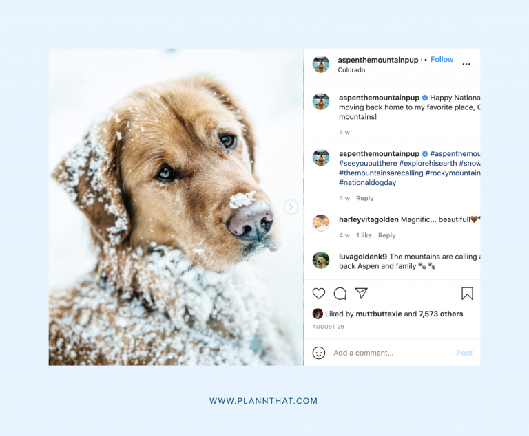 10 Delightful Dogs To Follow On Instagram – Plann By Linktree