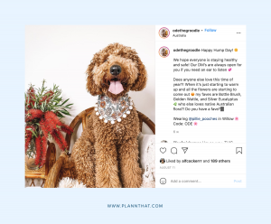 10 Delightful Dogs To Follow On Instagram – Plann By Linktree